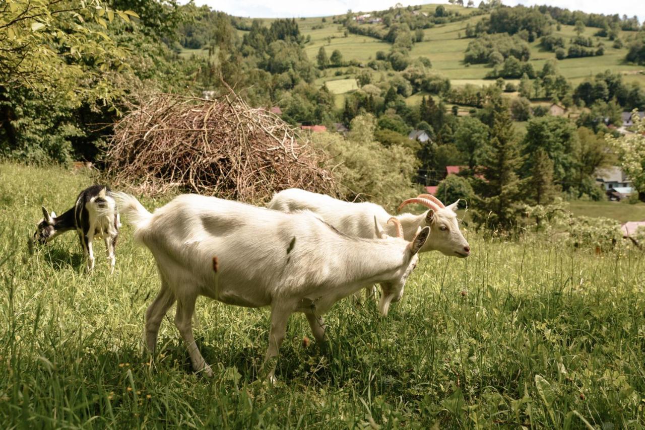 Cisowka Goscinne Affittacamere